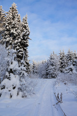 Fir trees in the snowdrifts. Lawn and forests. Trail in the snow. Winter cold evening. Snowy background.