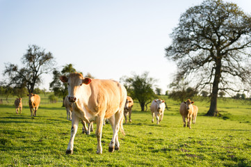 Vache en train de marcher dans un champ sous le soleil