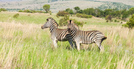 Fototapeta na wymiar Two African Zebras on the savanah