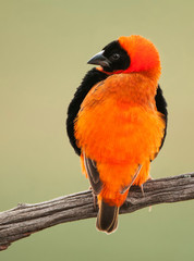 Red bishop