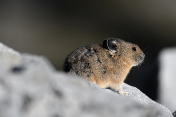 American Pika enjoying autumn sun near Artist Point in Mount Baker-Snoqualmie National Forest, Washington