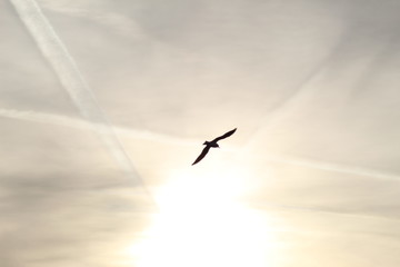 Bird at sunset 