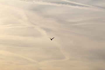 Bird at sunset 
