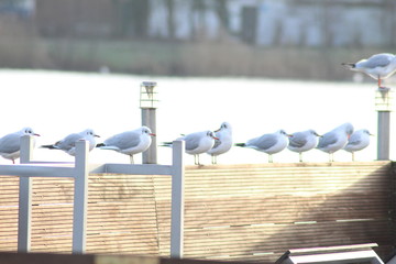 Pot -bellied gulls on the river 