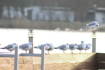 Pot -bellied gulls on the river 