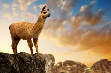 Poster Lama (lama glama) bij zonsondergang, zoogdier dat in de Zuid-Amerikaanse Andes leeft. © vencav