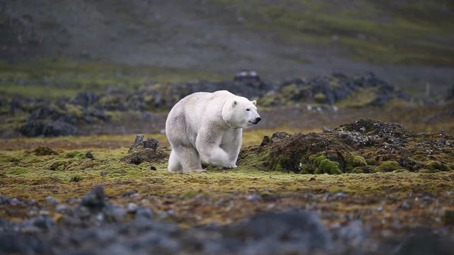 Polar bear walking on land, Arctic