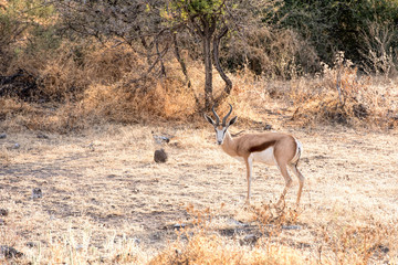 springbok in Namibia