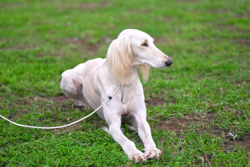 Saluki Persian white hunting dog lies on the green grass
