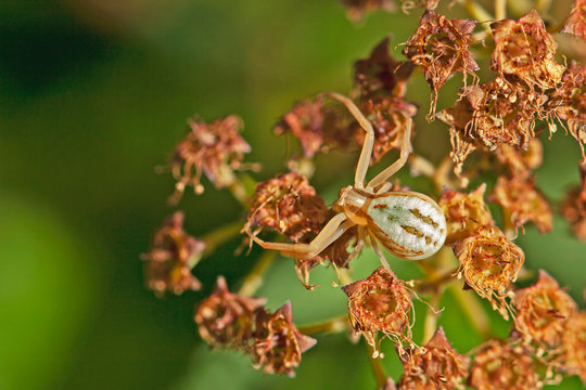 Araign&eacute;e crabe vert p&acirc;le et orange. Animal des prairies et champs en fleurs au printemps.