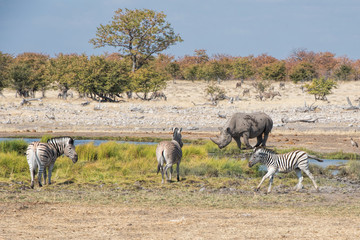 Naklejka premium czarny nosorożec i zebry w Namibii