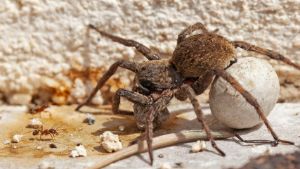 Araignée marron velue portant sa boule d'oeufs sous l'abdomen se défendant de l'attaque des fourmis rouges