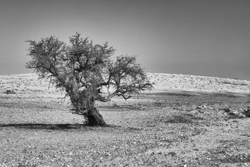 tree in the Namibia desert in black and white