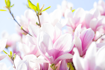 Obraz na płótnie Canvas magnolien
