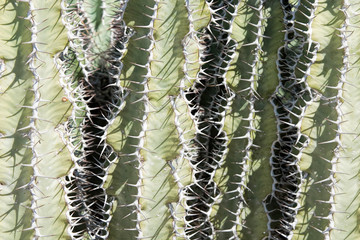 cactus in close-up