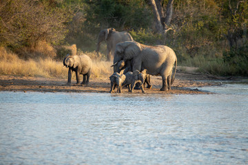 Elephant herd dust bathing and drinking