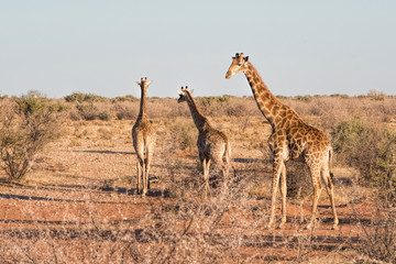 Giraffes in Namibia