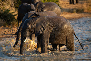Elephant swimming in a waterhole