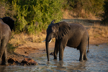 Fototapeta na wymiar Elephant swimming in a waterhole