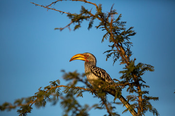 Yellow billed Hornbill in the glorious afternoon glow