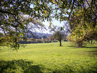 Meadow with fruit trees on a hill in the autumn sun in southern Germany