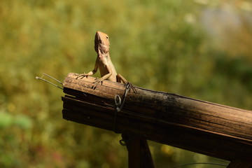 Lizard seating on the dry bamboo 