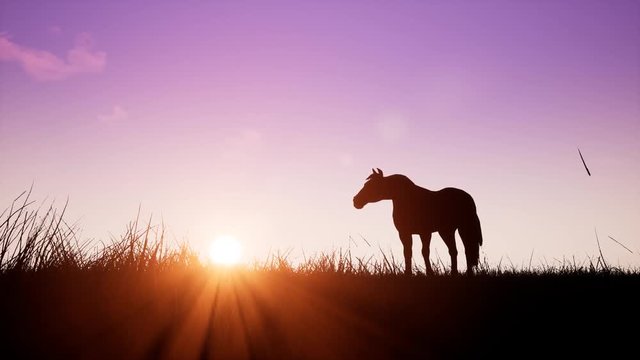 Horse at sunrise