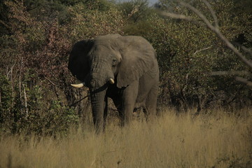 A lone African elephant bull amongst trees 