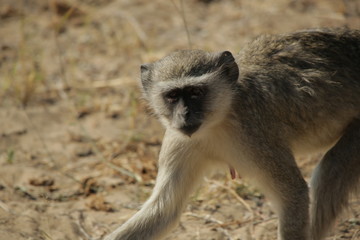 Obraz premium A young female green vervet monkey in the African wild