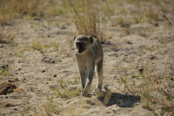 A green vervet monkey walking amongs grass on sand