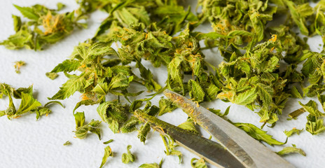 Clipped fresh Cannabis Medical Marijuana leaves