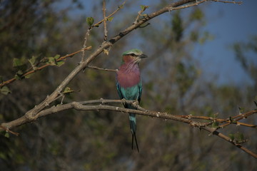 A Lilac Breasted Roller bird perched on a thorn branch