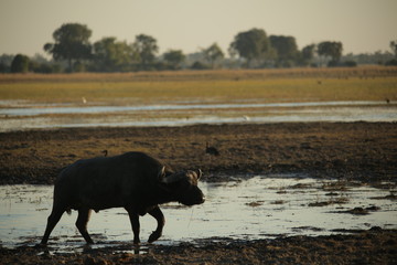 Fototapeta na wymiar A single african buffalo bull on a flood plain of the Okavango river