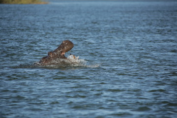 Fototapeta premium A hippo bull with open mouth on the Okavango river Africa