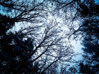 Winter season branches as nature background.