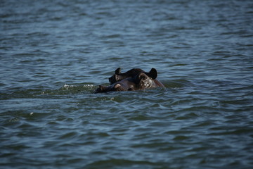 Fototapeta premium A lone hippo bull threatining on the surface of the river water 