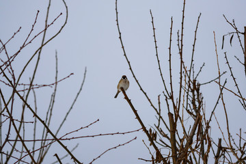 birds on a tree