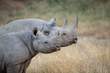 Black rhino standing to attention with calf