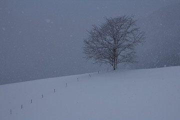 Baum im Schneesturm 
