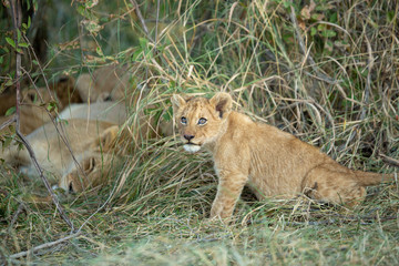 Fototapeta na wymiar Lion cub looking straight into the distance sitting in long grass