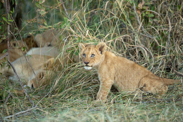 Lion cub looking straight into the distance sitting in long grass