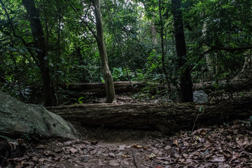 Walking path in the forest