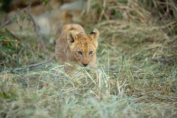 Lion cub looking shy sitting in long grass