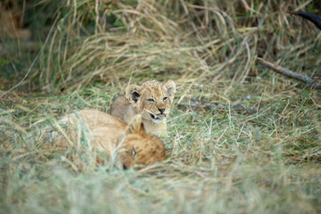 Lion cub chewing on a little piece of cartilage 