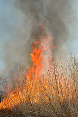 Flame of brushfire 37