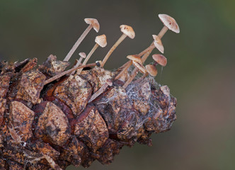 Conifercone Cap - (Baeospora myosura)