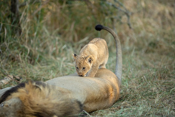Lion cub walking along big male lion