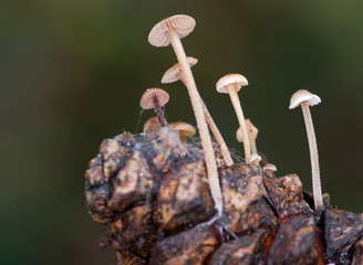 Conifercone Cap - (Baeospora myosura)