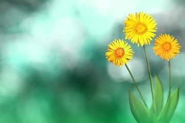 Obraz premium Beautiful live daisy or camomile with empty on left on natural leaves and sky blurred bokeh background. Floral spring or summer flowers concept.