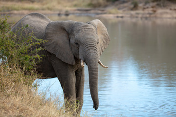 Fototapeta premium Young elephant bull at a waterhole